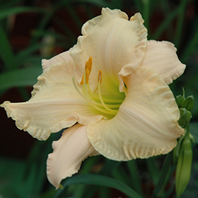 Plant Photo 7
