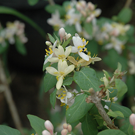 Plant Photo 7