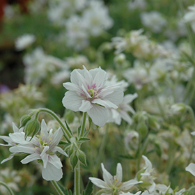 Plant Photo 2