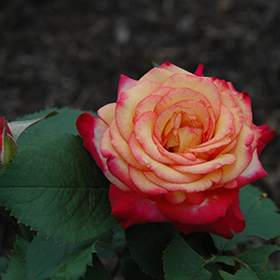 Plant Photo 6