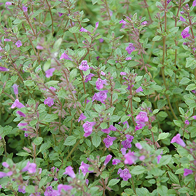 Plant Photo 1