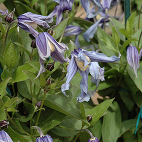 Plant Photo 9