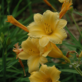Plant Photo 10
