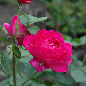 Plant Photo 4