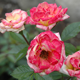 Plant Photo 6