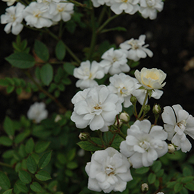 Plant Photo 1