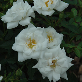 Plant Photo 10