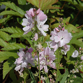 Plant Photo 3