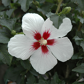Plant Photo 6