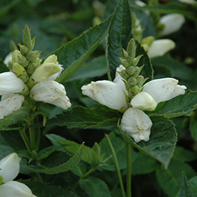 Plant Photo 3
