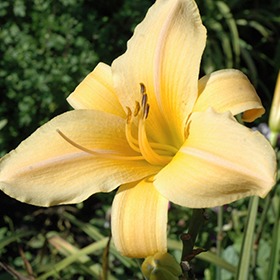 Plant Photo 10