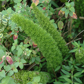 Plant Photo 7