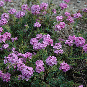 Plant Photo 1