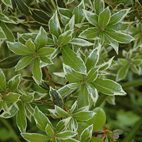 Plant Photo 4