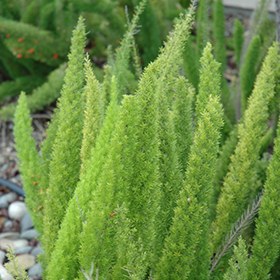 Plant Photo 9
