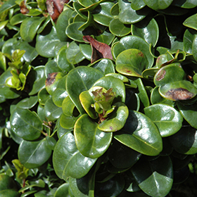 Plant Photo 8