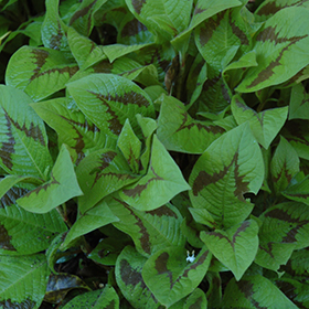 Plant Photo 8