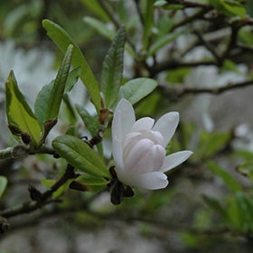 Plant Photo 7
