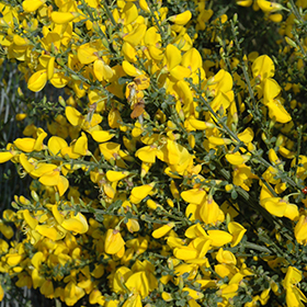Plant Photo 3