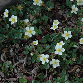 Plant Photo 7