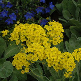 Plant Photo 10