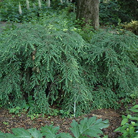 Plant Photo 10