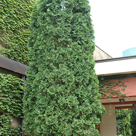 Plant Photo 4