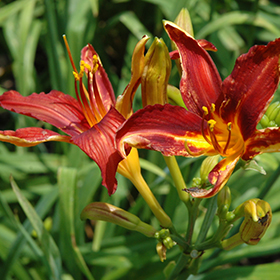 Plant Photo 6