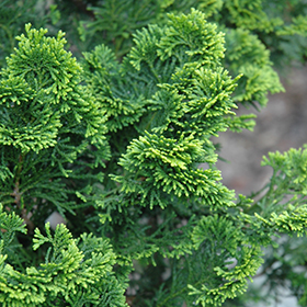 Plant Photo 3
