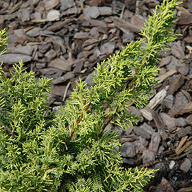 Plant Photo 2