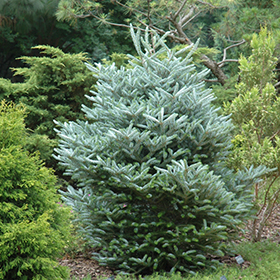 Plant Photo 8