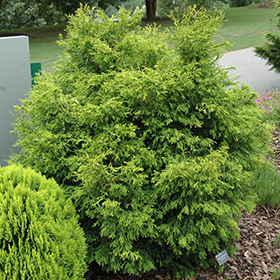 Plant Photo 6