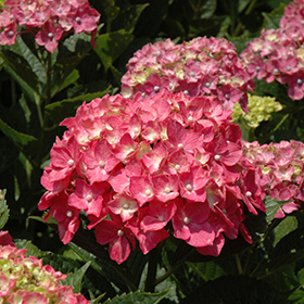 Plant Photo 4