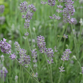 Plant Photo 1