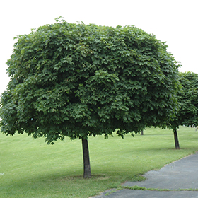 Plant Photo 5