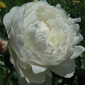 Plant Photo 10