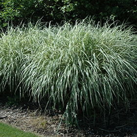 Plant Photo 1
