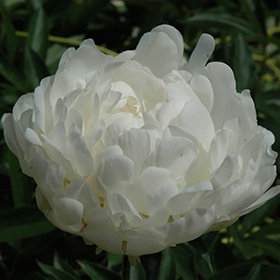 Plant Photo 1