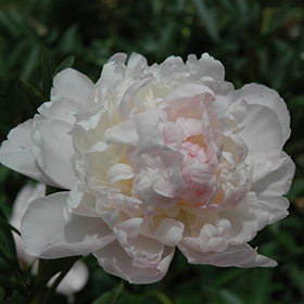 Plant Photo 6