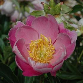 Plant Photo 9
