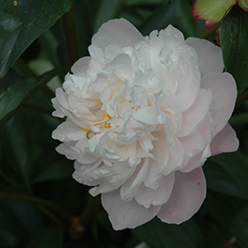 Plant Photo 7