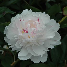 Plant Photo 1