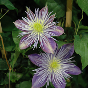 Plant Photo 1