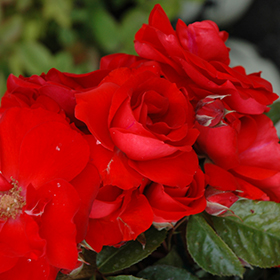 Plant Photo 9