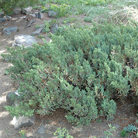 Plant Photo 1
