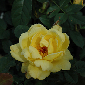 Plant Photo 1