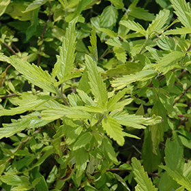 Plant Photo 9