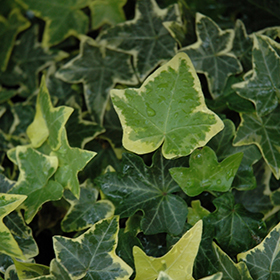 Plant Photo 6