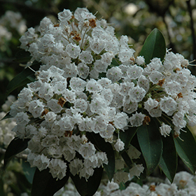 Plant Photo 3