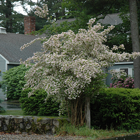 Plant Photo 4